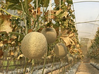 Melon planting farm natural background
