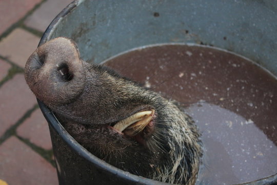 Head and teeth of a dead boar that has been shot laying in a large pod to make soup