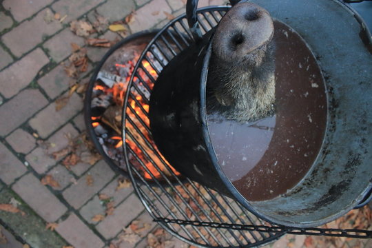 Head and teeth of a dead boar that has been shot laying in a large pod to make soup