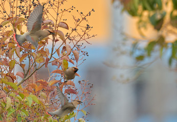 Japanese Waxwing
