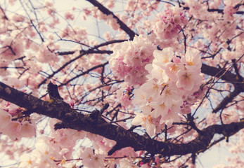 Peak cherry blossoms on the Portland Waterfront