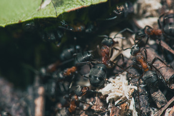 forest ants team carry out their work in an anthill. A perfect example of teamwork. Selective focus macro shot with shallow DOF