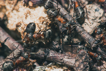 forest ants team carry out their work in an anthill. A perfect example of teamwork. Selective focus macro shot with shallow DOF