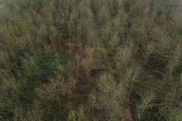 aerial view of an empty forest with trees that do not bear leaves anymore because of autumn