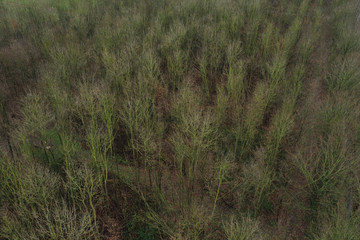 aerial view of an empty forest with trees that do not bear leaves anymore because of autumn