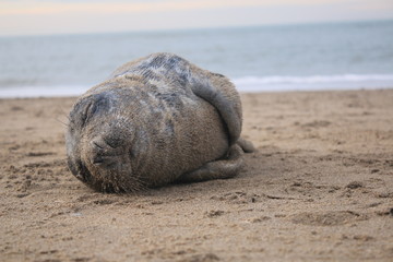 Fototapeta na wymiar Baby seal has been stranded at a beach without his mother and lies helpless on the sand