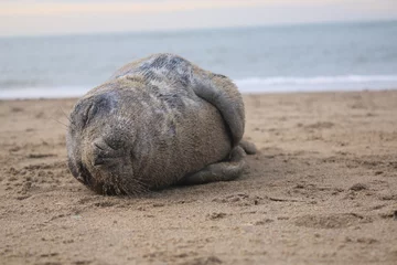 Tuinposter Baby seal has been stranded at a beach without his mother and lies helpless on the sand © pangamedia