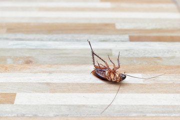one creepy cockroach dead on floor with insecticide killing