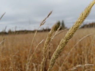 field of wheat