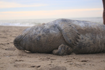 Fototapeta premium Baby seal has been stranded at a beach without his mother and lies helpless on the sand