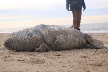 Baby seal has been stranded at a beach without his mother and lies helpless on the sand