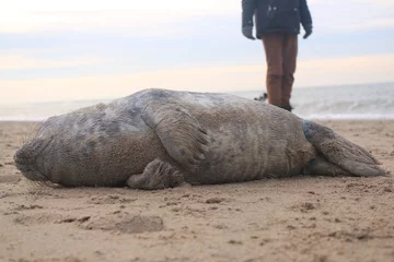 Fotobehang Baby seal has been stranded at a beach without his mother and lies helpless on the sand © pangamedia