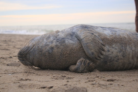 Baby seal has been stranded at a beach without his mother and lies helpless on the sand