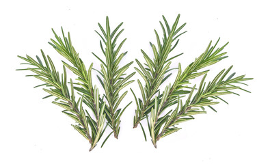 Rosemary isolated on white background