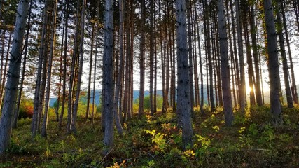 Obraz premium morning in the forest