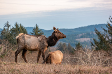 Naklejka na ściany i meble Elk on the Cascade Head Preserve on the Oregon Coast