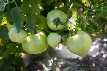 green tomatoes on the vine