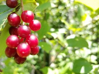 cherries on tree