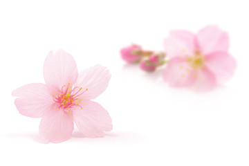 ピンク 花びら アブストラクト 春 白背景 Wall Mural Wallpaper Murals Naoki Kim