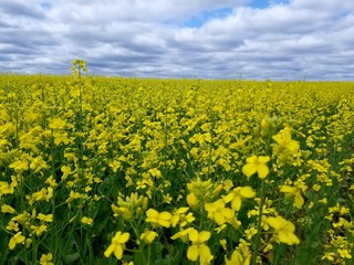 yellow field of mustard