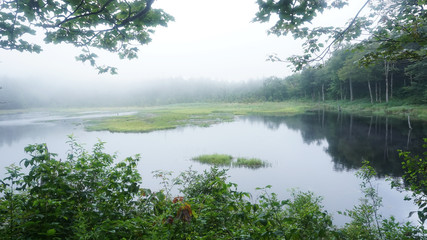 A scenic foggy view of a beaver pond along the Long Trail in Vermont.