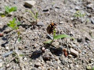 beatle on flower