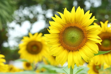 Obraz premium sunflower blooming in nature garden