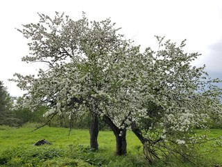 tree in spring