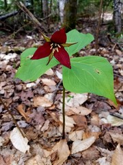 red trillium