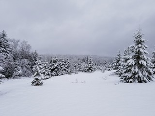 trees in snow