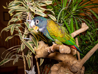Pionus parrot on a branch