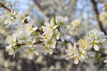 Plum tree blossom. Spring inspiration in the garden.