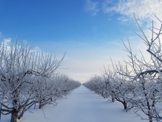 winter landscape with trees and blue sky