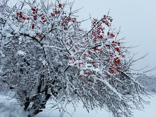 branch of a tree covered with snow