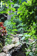tropical garden with vines greenhouse plants with leaves grow botany