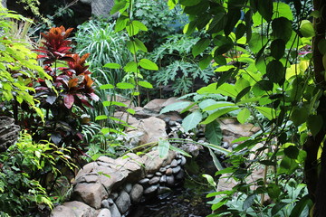 tropical garden with vines greenhouse plants with leaves grow botany