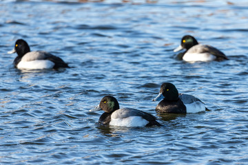 Duck. Flock of  lesser scaup. Lesser scaup is small American diving duck. Ducks  on the river during migrating to north 