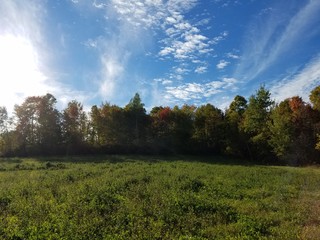 sunset in the forest