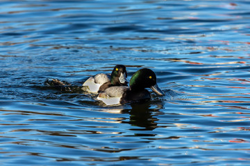 Duck. Flock of  lesser scaup. Lesser scaup is small American diving duck. Ducks  on the river during migrating to north 