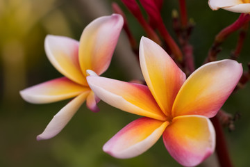 Obraz premium Two yellow flower close up and rose apple in warm colors