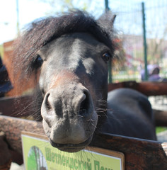 Naklejka premium a small horse stuck its head out in the paddock with the sign Shetland pony