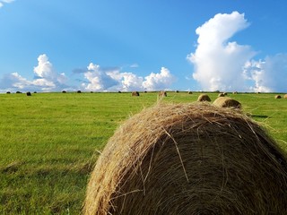 bales of hay in a field