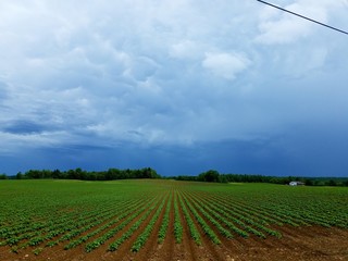 field with blue sky and clouds