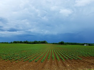 rows of young plants in the field