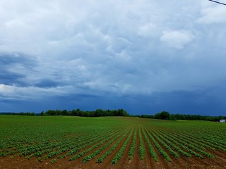 field with blue sky and clouds