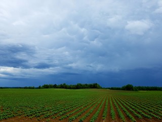 field with blue sky and clouds