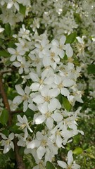 white flowers of apple tree in spring