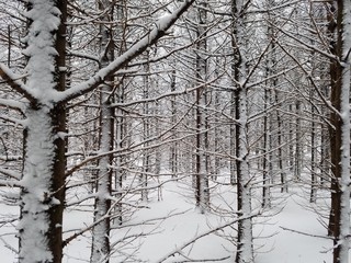 forest in winter