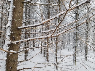 trees in winter
