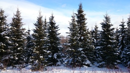 snow covered trees